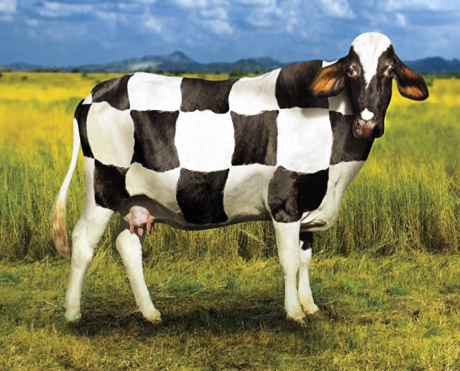  Cow World Cup