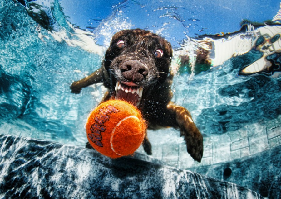 Seth-Casteel-Underwater-Dog-003