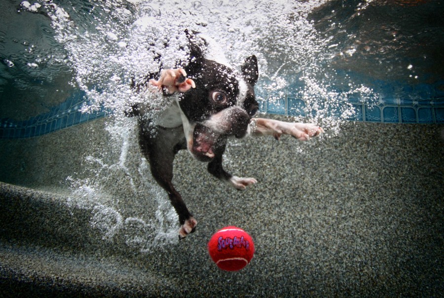 Seth-Casteel-Underwater-Dog-007