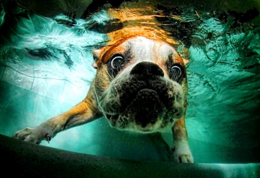 Underwater_Dogs_by_Seth_Casteel_17