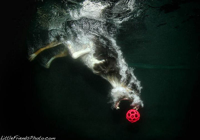 underwater-photos-of-dogs-seth-casteel-12