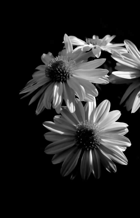 Flowers in the Dark