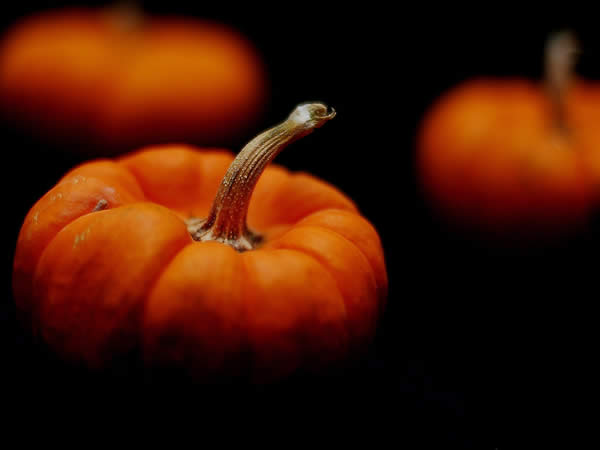 Harvest on Black