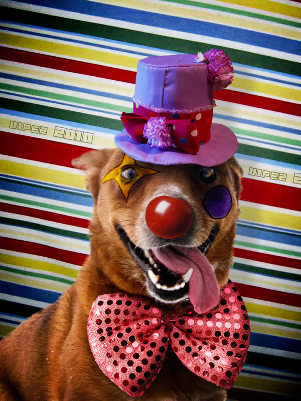 Happy Doggy Clown