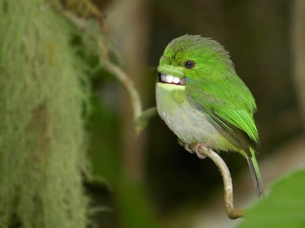 Fear this Bird