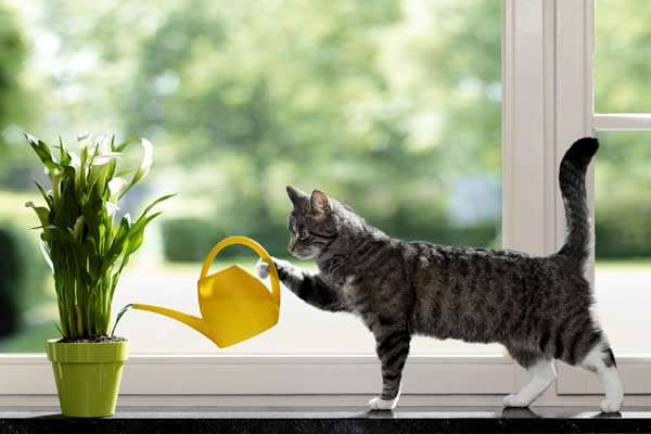 Cat Watering Flower