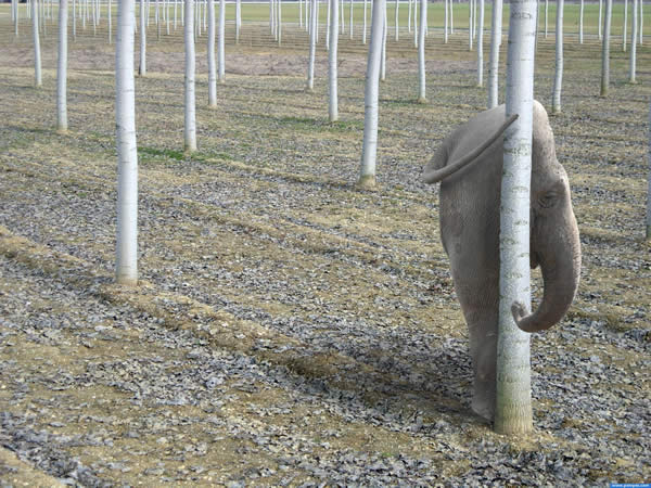 Nope, No Elephant Here