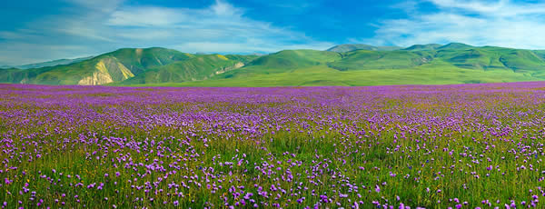 Endless Spring Meadow