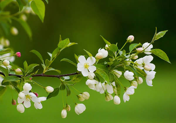 Apple Blossom Time