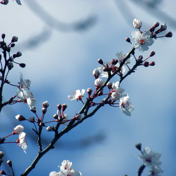 The First Spring Smiles