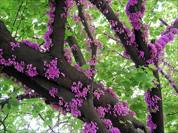 Spring in a Tree