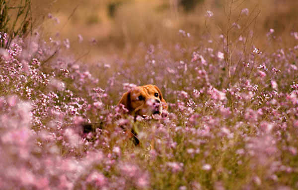 Bigui and the Spring