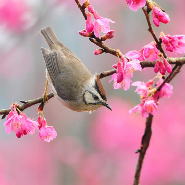 Spring is Pink