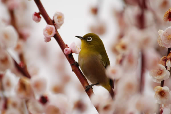 White-eye in Pink Clouds