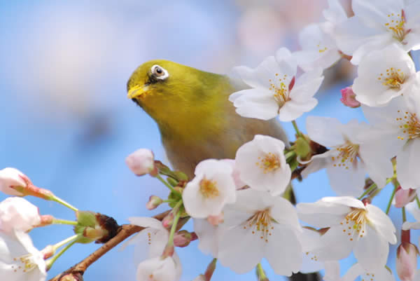 Yummy Pollen