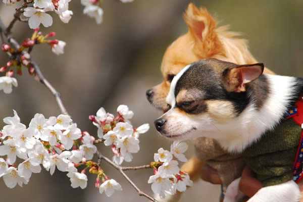 Wanko Mo Hanami or Cherry Blossom Sniffing