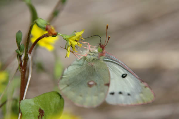 Pale Green Butterfly