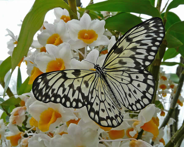 Butterfly and Orchids