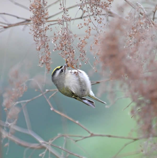 Mystery Bird Eating Oceanspray