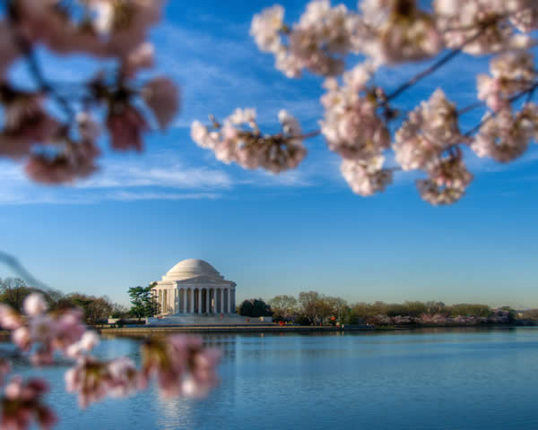 Framed by Cherry Blossoms