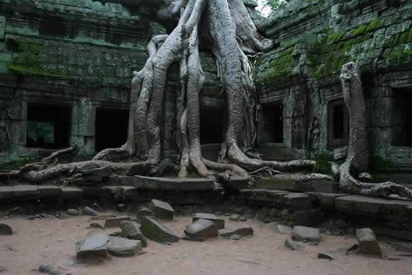 Ta Prohm, Angkor