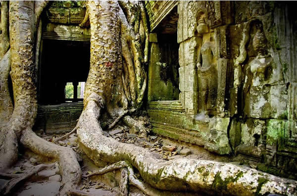 Cambodia - Ta Prohm Temple Lost in Jungle of Angkor Temples Area