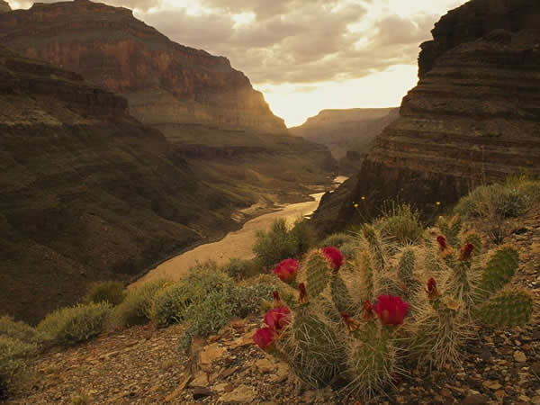 Endless Grand Canyon