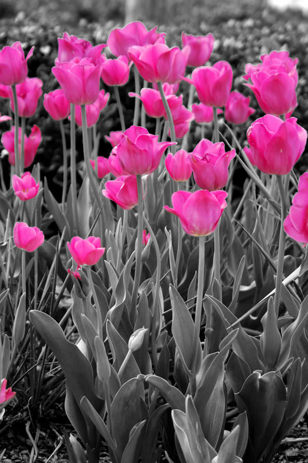 Tulips VIII