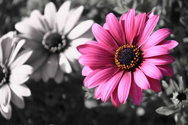 Flower - Selective Color