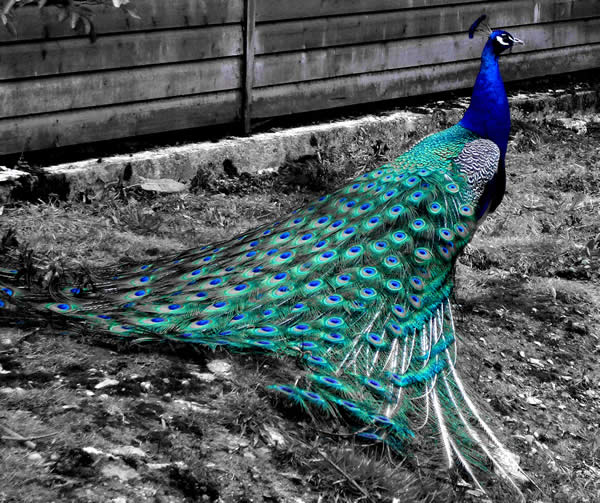 Peacock