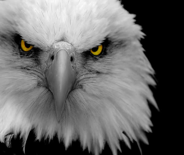 Eagle Close-Up