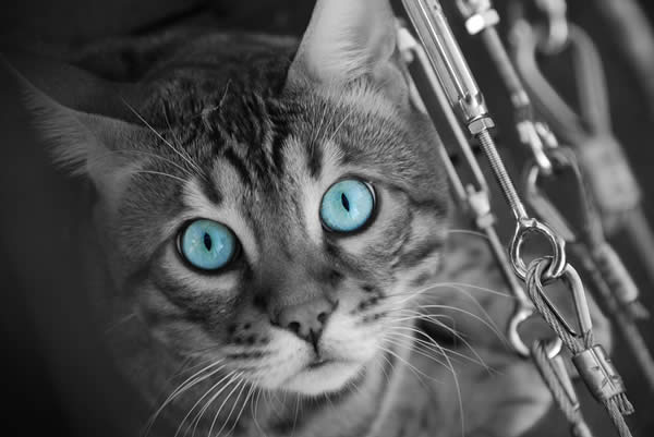 Tora Selective Colouring