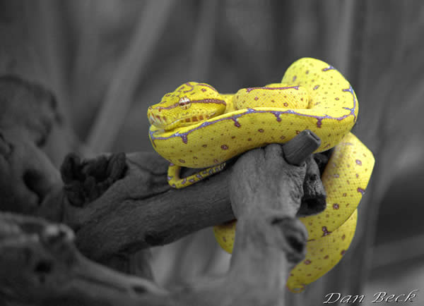 Chondro Selective Color