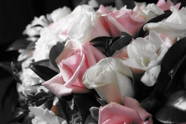 Selective Colour Flowers