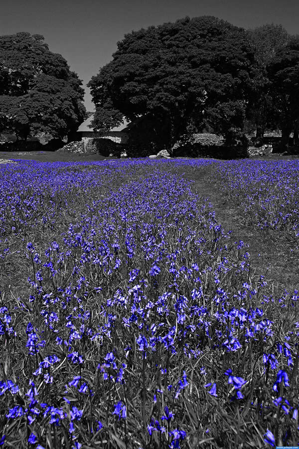 Blue Bells