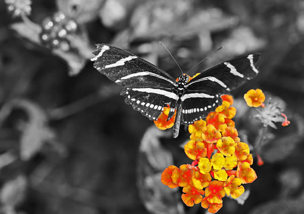 Zebra Butterfly Selective Color