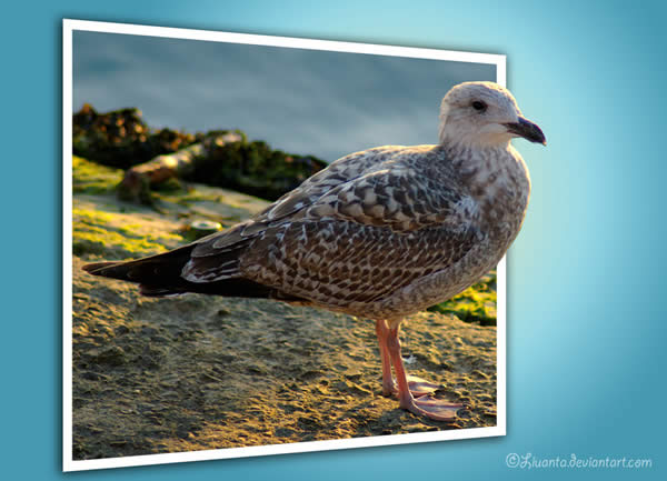 Out of Bounds Seagull