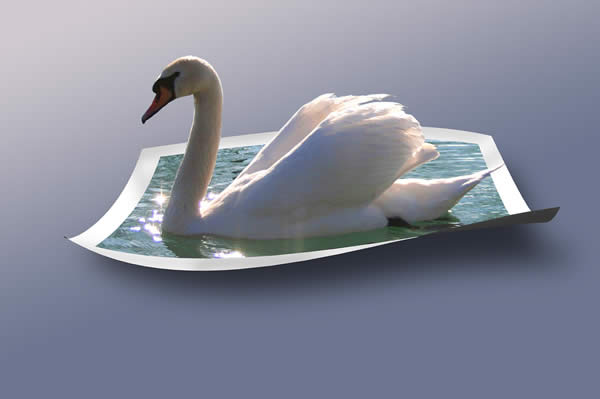 Swan OOB