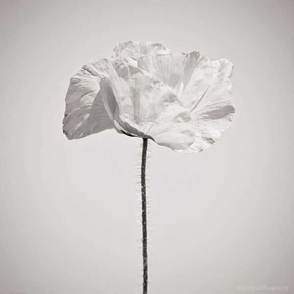 White Poppy