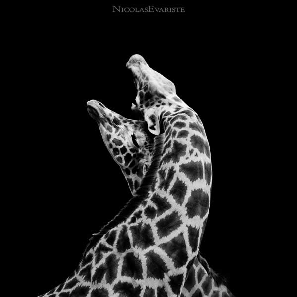 Giraffa - In Love