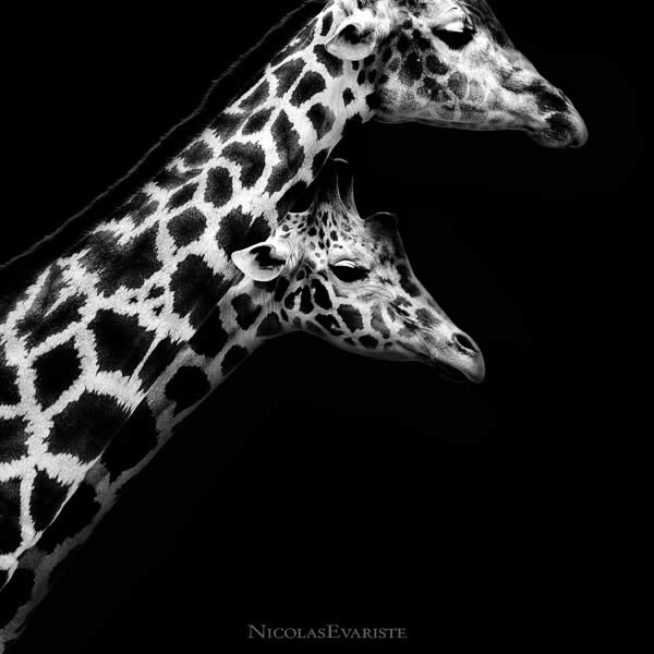 Giraffa - In Love V