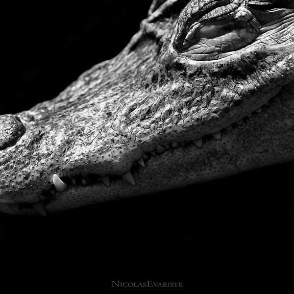 Caiman Crocodilus