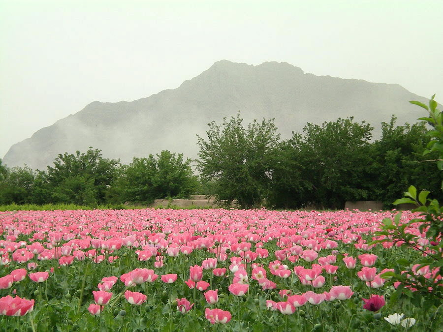 Visions of Afghanistan-Poppies