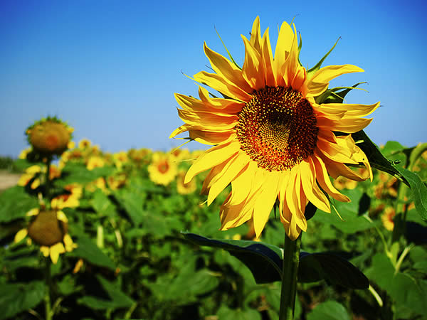 Sunflower