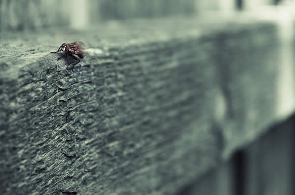 Fly Away