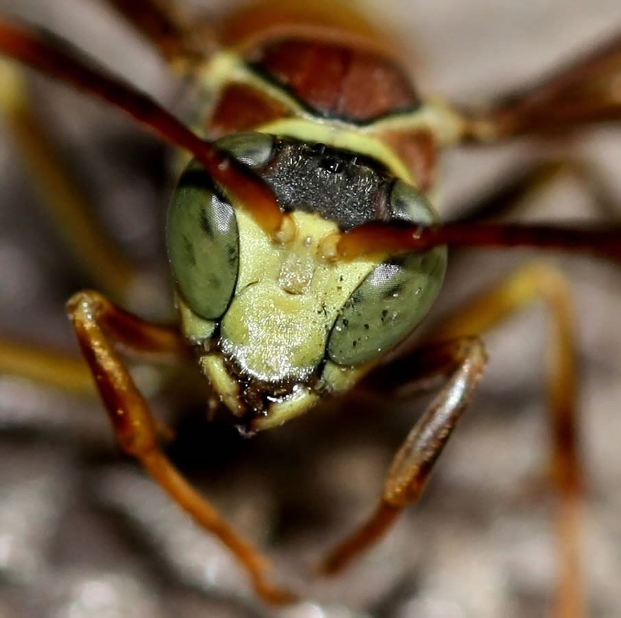 Insect Head - Macro