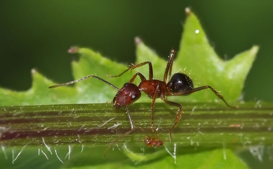 Red Ant