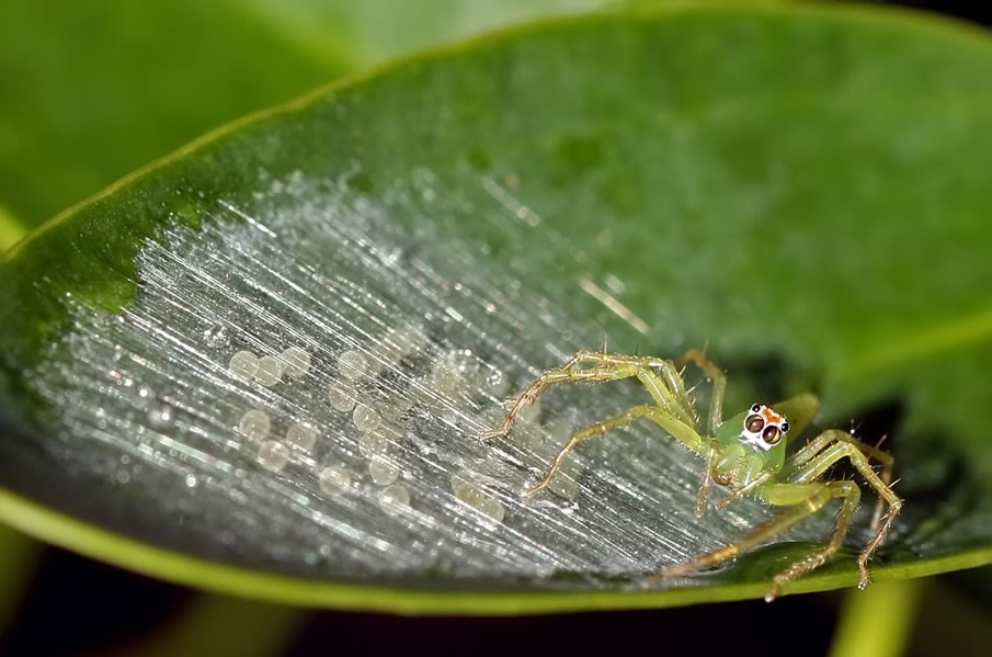 Tiny Spider