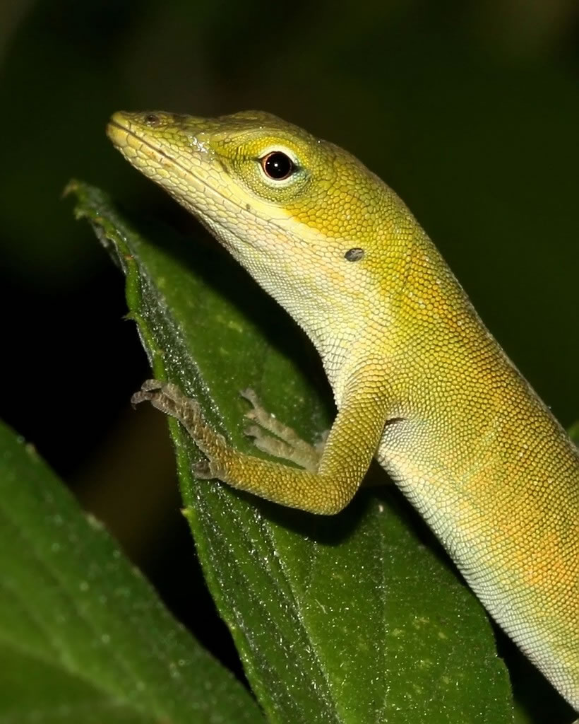 Yellowish Lizard