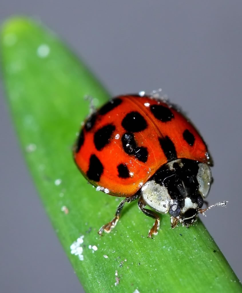 LadyBird